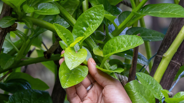 hand examining malabar spinach