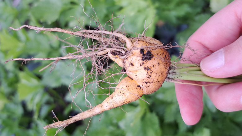 hand holding a mini carrot