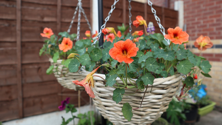 Nasturtium flower in hanging basket