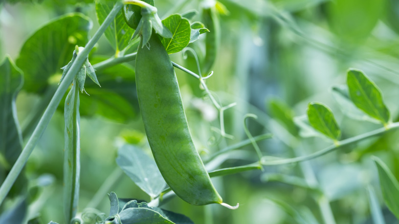 close up of a snap pea