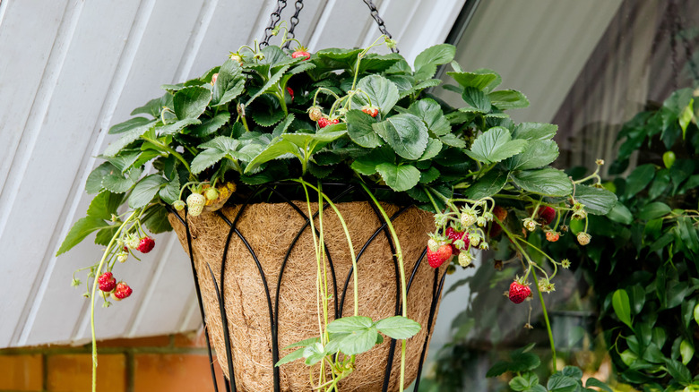 strawberries in a hanging basket