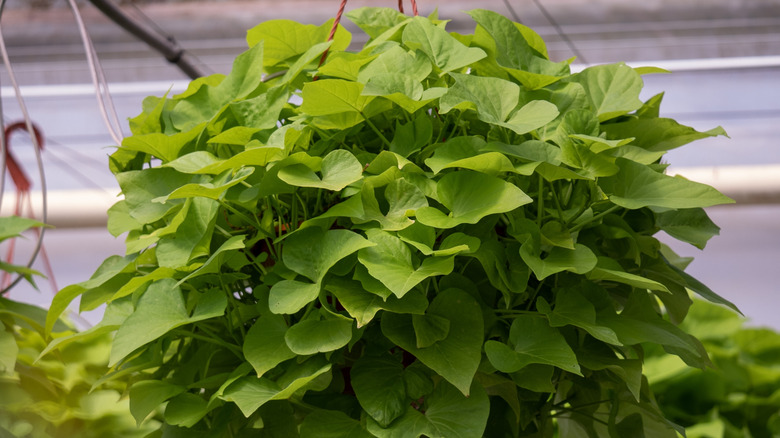 vines of a sweet potato plant
