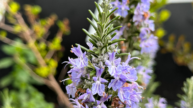 close up of trailing rosemary