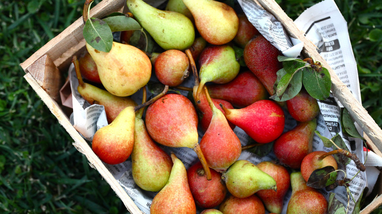 Pears are prepared for storage in a crate lined with newspaper