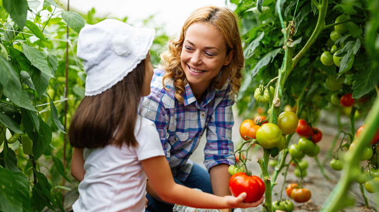 A mother and daughter are harvesting both green and ripened tomatoes
