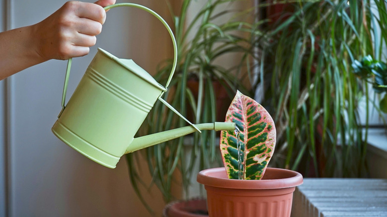 Person watering a Croton houseplant (Codiaeum variegatum)