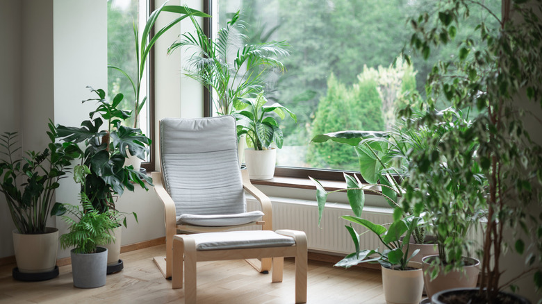 Cozy home with lots of tropical houseplants