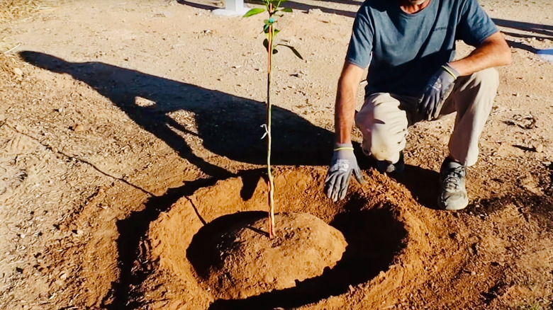 Someone showing an example of a berm created around a newly planted tree