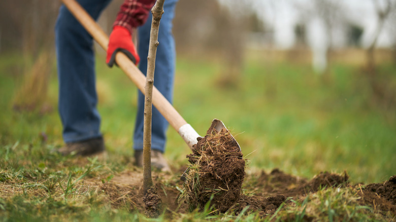 Gardener using a shovel to add soil to a newly planted tree.