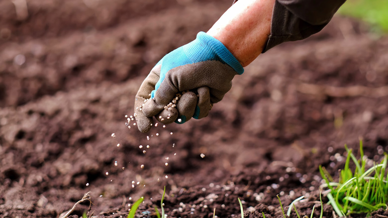 person seeding lawn