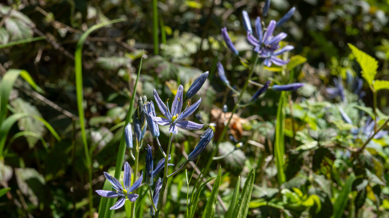 Camassia growing in a meadow