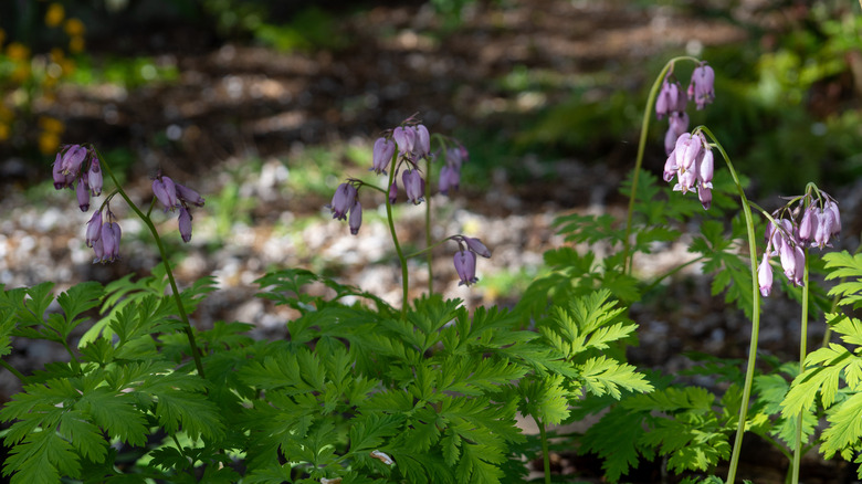 Ephemerals: The Little-Known Plant Type That Makes A Major Difference In Your Garden