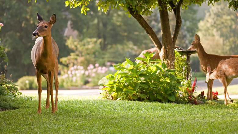 Deer in yard