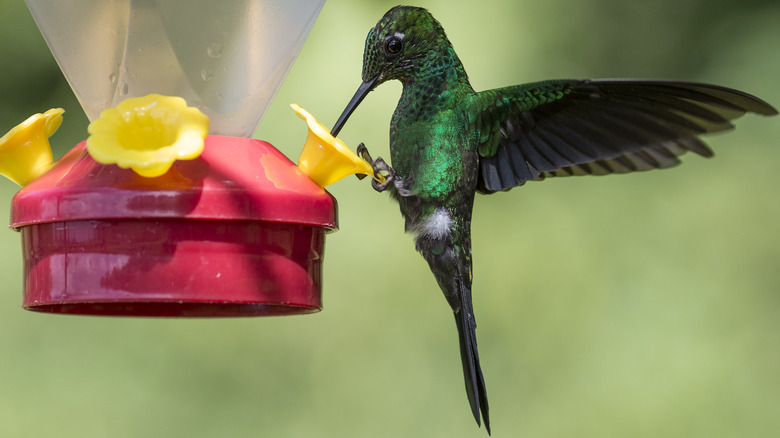 Hummingbird drinking from feeder