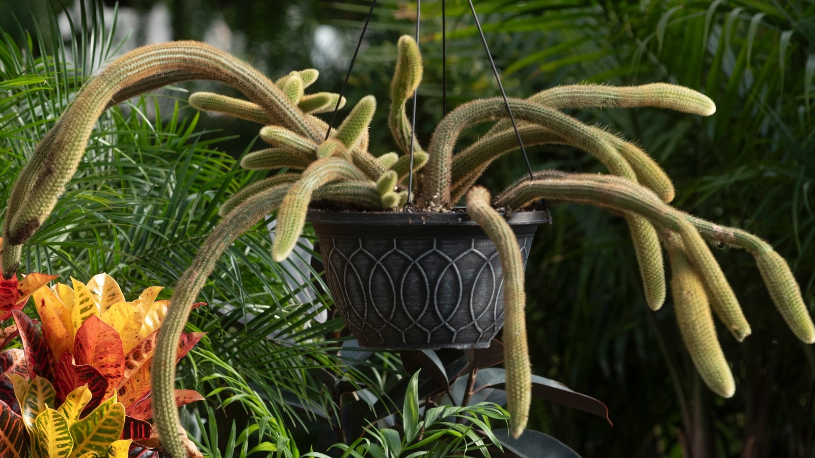 Essential Care Tips For A Thriving Monkey Tail Plant