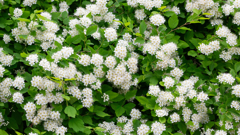 White spirea flowers blooming on a bush surrounded by rich green leaves