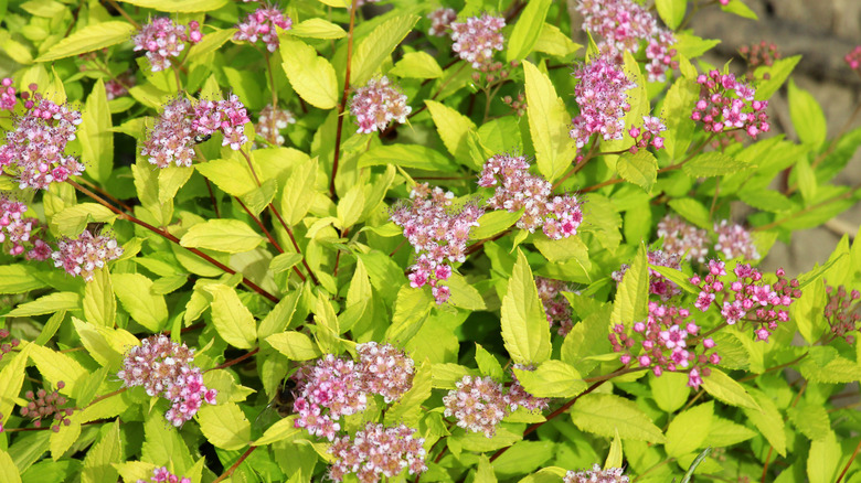 Purple-pink spirea flowers against lime green leaves