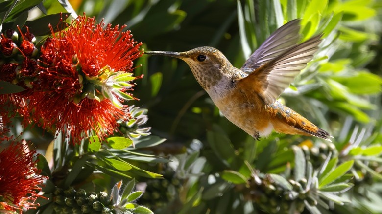 hummingbird hovering while feeding at red flower