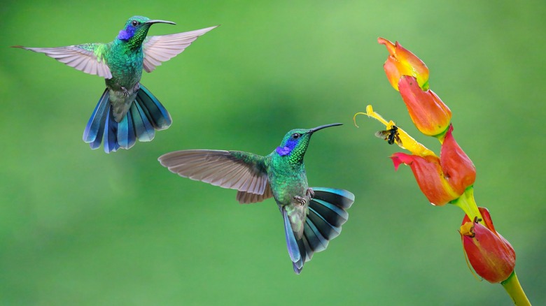 two hummingbirds flying around orange flower