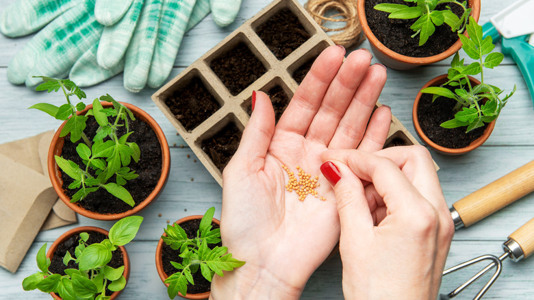 A hand with red nails holding seeds above a tray with pots of other plants, gloves, and gardening tools nearby