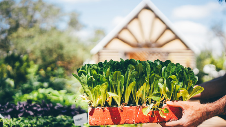 Hands holding a tray of lettuce seedlings, with a vegetable garden and greenhouse in the background