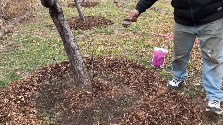 Applying fertilizer to peach tree in yard