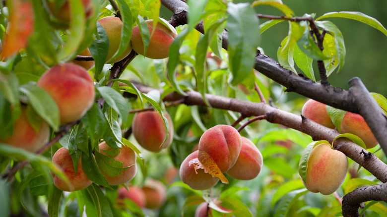 Peach fruits growing on a fruiting tree