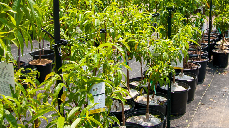 Young peach trees at a nursery