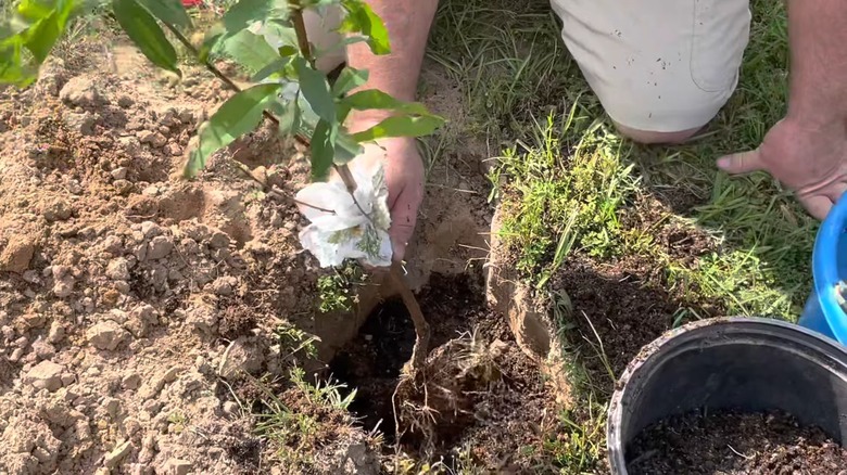 Man planting a young peach tree in soil