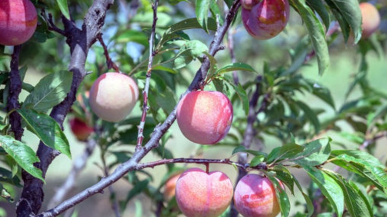 'China Pearl' peach tree fruits in the sunlight