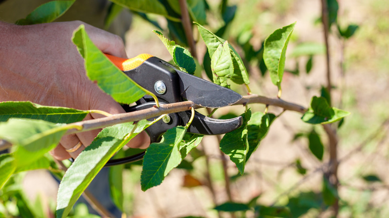 Pruning peach tree branch during the day