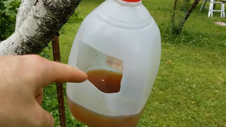 Molasses, apple cider vinegar, and water in a repurposed milk jug hanging from a peach tree