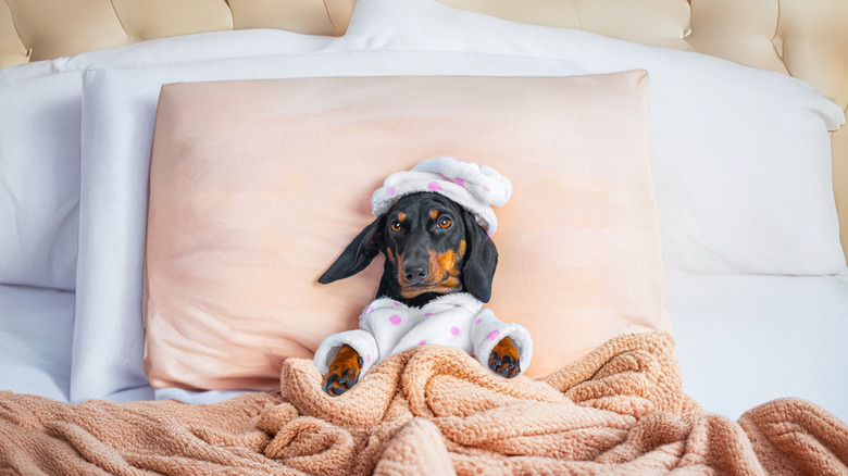 Dog in pink and white bedding