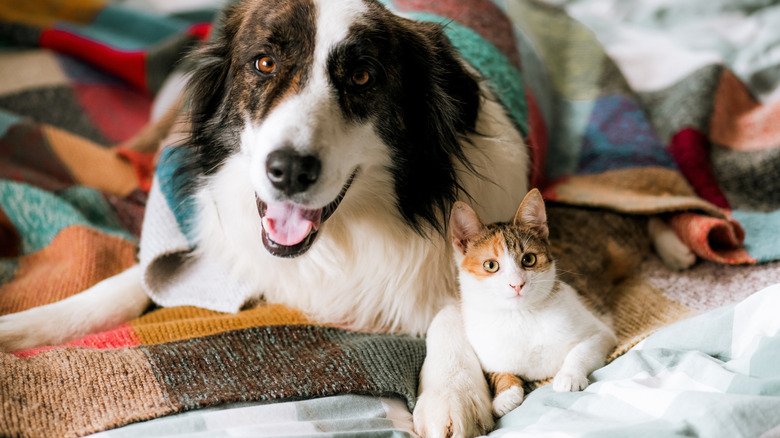 Dog and cat wrapped in a blanket on a bed