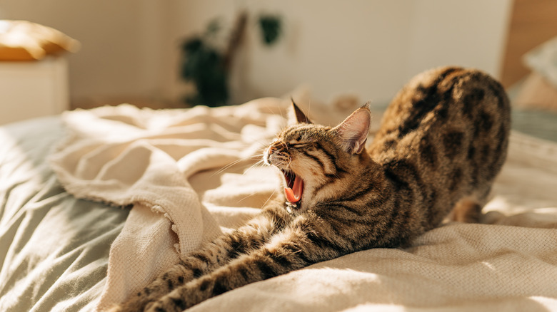 Cat stretching on bed