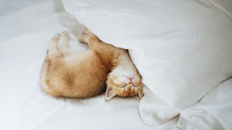 Kitten in white bedding