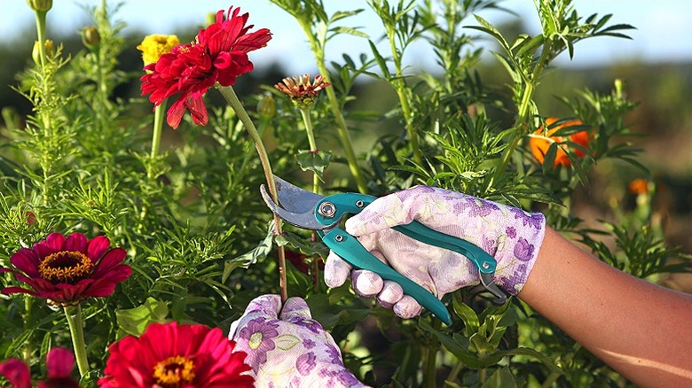 Pruning back zinnias