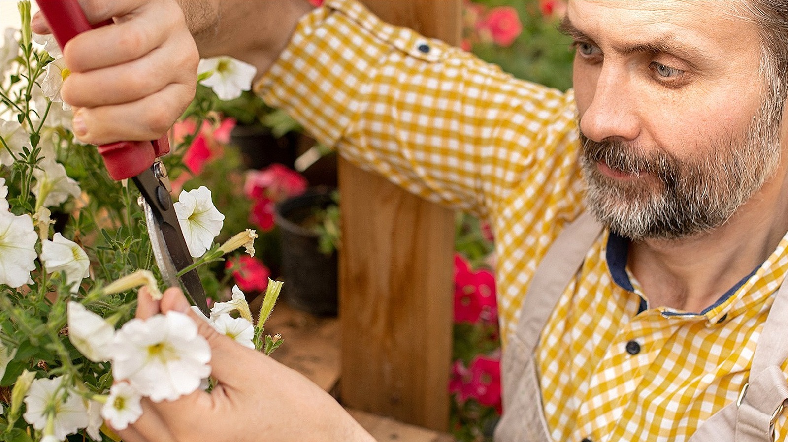 Essential Tips For Getting The Most Blooms Out Of Your Annuals
