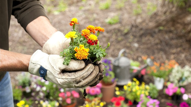 Gloved hands holding marigolds