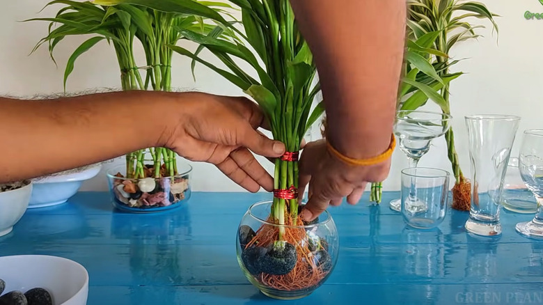 adding stones to lucky bamboo pot