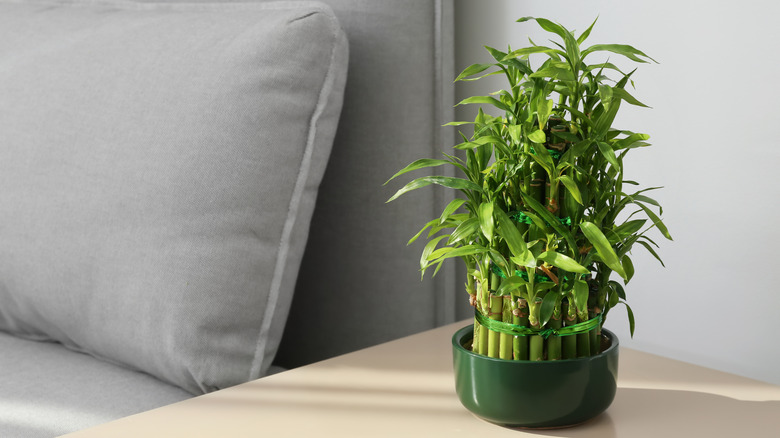 lucky bamboo in green pot