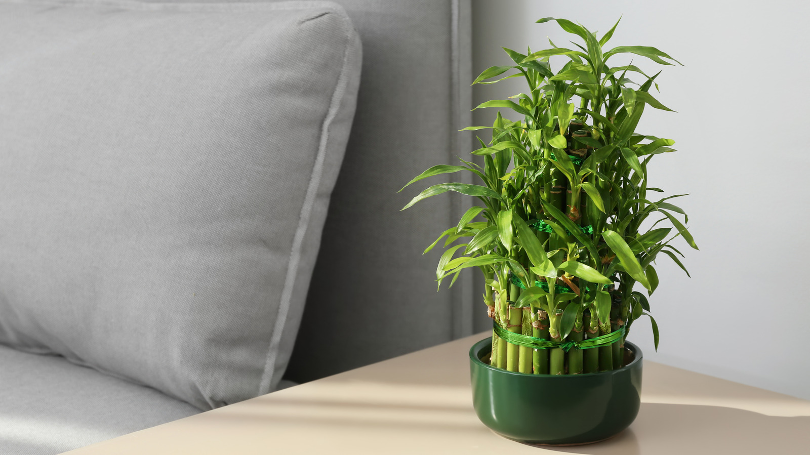 Essential Tips For Growing Gorgeous Lucky Bamboo Without Any Soil