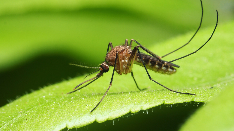 close up of mosquito 