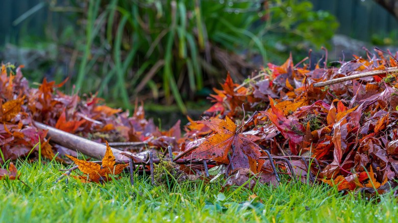 selected focus image of clearing up dead japanese Acer leaves that have fallen from the deciduous maple tree