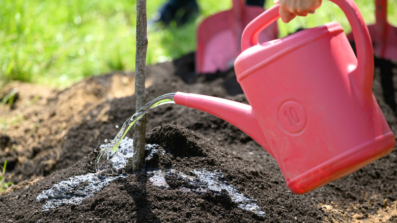 Close-up of watering a planted tree