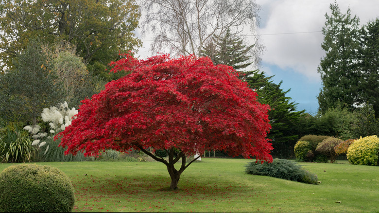 Japanese maple tree and garden landscape