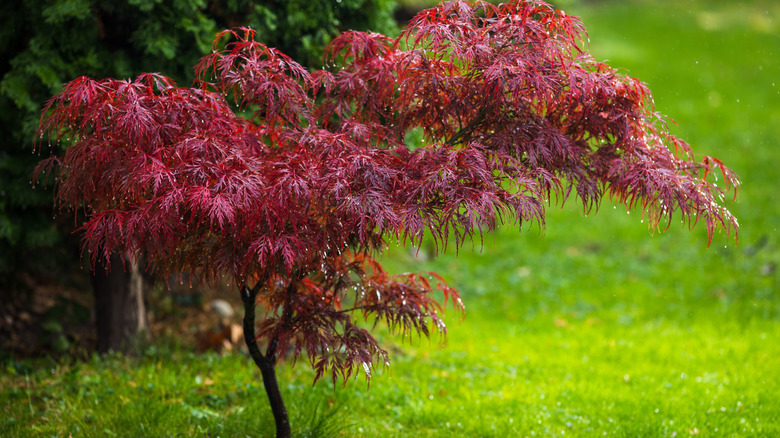 red leaves of japanese maple, in garden after rain with green background
