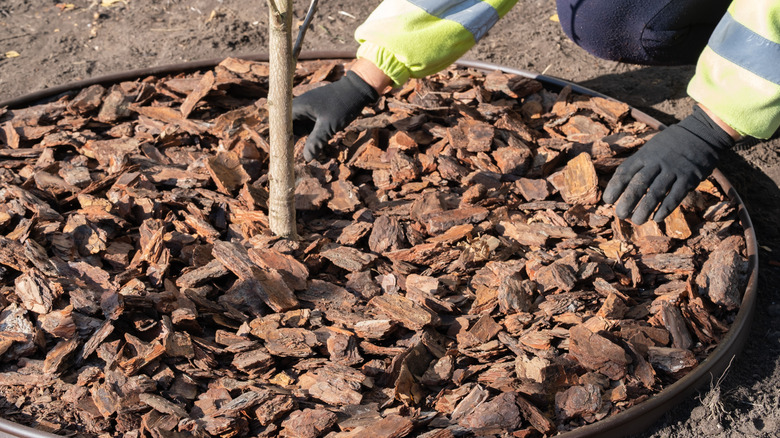 gardener mulching trunk circle newly planted tree