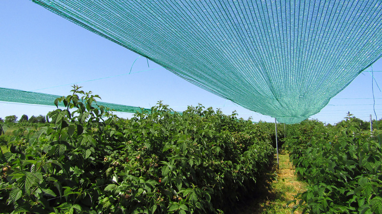 Green shading net over raspberry plantation to protect crops .
