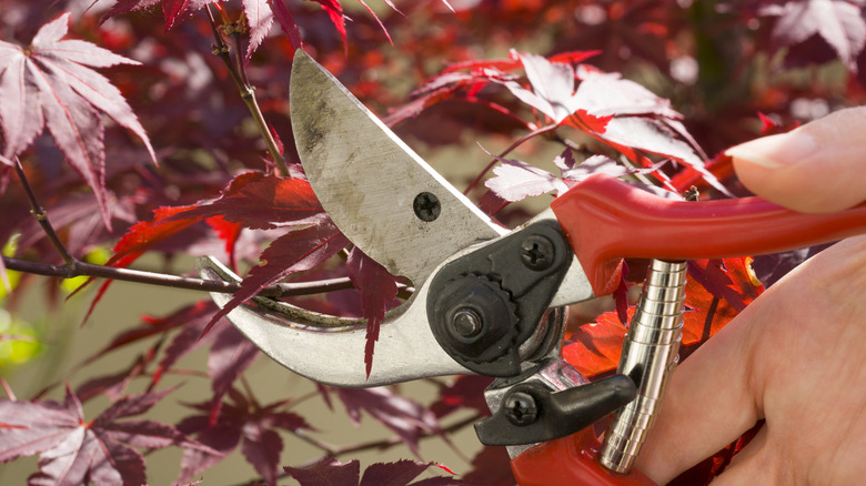 Woman gardener trimming a red Japanese maple plant with pruning shears on spring.